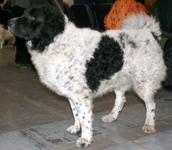 Wetterhun (Dutch Wetterhoun, Otterhound, English Dutch Spaniel), a breed of hunting gun dogs. 