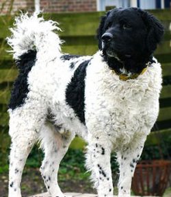 Bred in the Netherlands in the 17th century. for hunting game. Derived from ancient otter dogs. 