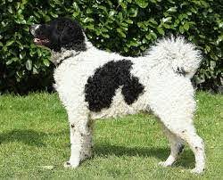 The breed standard was adopted in the Netherlands in 1942. 