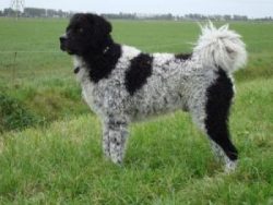This rare breed of dog is mainly found in this country, successfully hunts both on land and on w ...