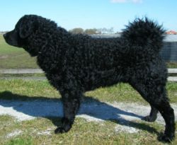 The coat is thick and protects the dog well from any weather. Colors: black, black and piebald,  ...