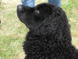 Smart, brave, but a little aggressive dog. It inherited its warlike character from many generati ...