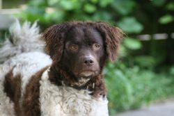 The Wetterhoon breed dates back about 4 centuries, the birthplace of the breed is the Dutch town ...