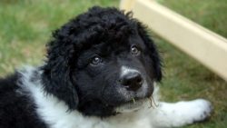A related breed of Wetterhoon, or as it is also called the Dutch Water Spaniel, is the water dog. 