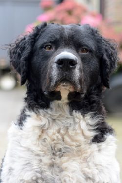 Wetterhun is descended from ancient water dogs and is believed to have a common ancestor with wa ...
