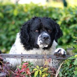 For the first time, this breed was officially registered in 1942, and five years later a club of ...