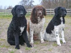 In 2006 he was recognized by the American United Kennel Club (UKC), according to the classificat ...