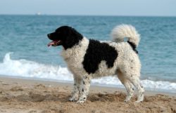 Medium size dog of square format, strong build, with tight skin. 