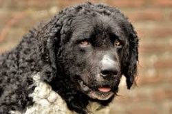 The transition from the forehead to the muzzle is smooth. The nose is large, with open nostrils, ...