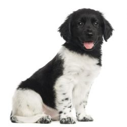 The ears are set high, of medium length, drooping, close to the head, covered with curly hair. 