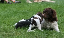 An intelligent, warlike, and independent dog, which combines a violent temperament, courage, and ...