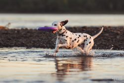 Anyone who plans to become the owner of a Dalmatian should remember that the four-legged friend  ...