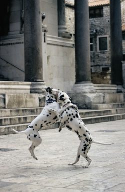 Dalmatians are frequent guests in shelters. By purchasing a dog that looks very harmless, withou ...