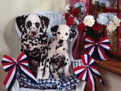 The advantage of the breed is a flexible mind: some owners of Dalmatians say that it seems to th ...