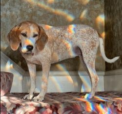 American English Coonhound has a beautiful voice and every dog ​​barks differently. Some have gu ...