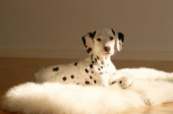 Dalmatians can be outside, but only in warm climates. 