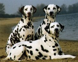 Positioning of the paws is also an important part of the inspection. A small Dalmatian should no ...