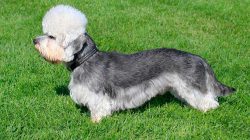 The dandy dinmont terrier belongs to the terrier family. This breed, originally from Scotland, h ...