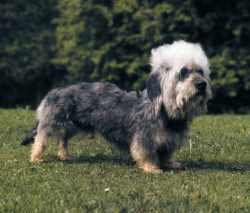 The Dandy Terrier is an energetic, cheerful, agile dog. She will become a devoted friend for the ...