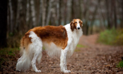 The Borzoi like other hounds is not easy to train. She has a stubborn character, so she does not ...