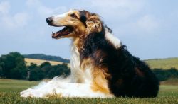 The average life span of Borzoi is 10-13 years. Major health problems include hip dysplasia, cer ...
