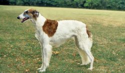 Borzoi are prone to eye problems: plasma cell infiltration of the nictitating membrane, cataract ...