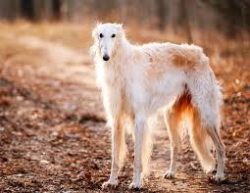 Borzoi often suffer from bloating. Don’t overfeed your dog. Food should be given in small  ...