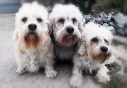 In the novel, the Dinmont Terriers were described so enticing that many readers immediately wish ...
