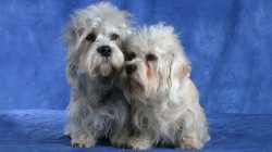 Modern dandy dinmont terriers have been retrained from hunting dogs to decorative ones. This spe ...