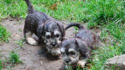 “Cap” on the head is allowed in white or pale pink color. White markings on legs and ...