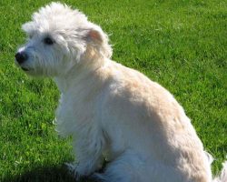 It’s also important to walk your dog daily. Although it is considered decorative, it needs ...