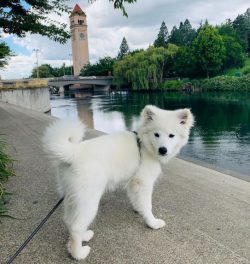 The American Eskimo Dog (or Pomeranian) is an average breed of domestic dog that, despite its na ...