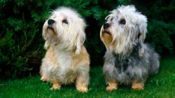 A pet like a dinmont terrier needs a lot of attention. Training and education are mandatory for  ...
