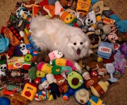 If you have been looking for the perfect home and family dog, then the Eski is what you need. Th ...
