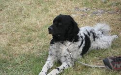 As a hunting dog, the Wetterhund is strong, reckless, and fearless, works with full dedication,  ...