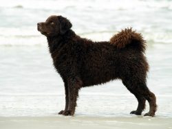 The Wetterhund can be a good companion, this dog needs space, the ability to swim, and daily lon ...