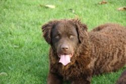 A robust, rugged dog with a waterproof coat, made for hunting in the water. 