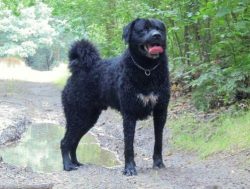 The Dutch water spaniel (Windhand), bred in Friesland mainly for hunting otters – it finds ...