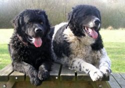 Windhun most likely comes from an extinct, water dog, which gave rise to various breeds of dogs  ...