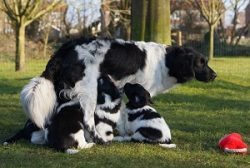 A versatile dog, not afraid of bad weather, it is very popular in Holland as a companion and ass ...