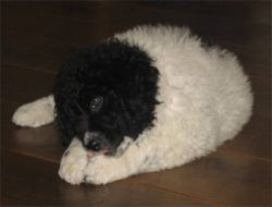 Wetterhun is from Friesland. Curly dogs were especially popular with farmers and workers in the  ...