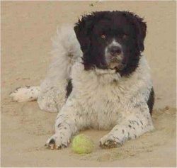 Wetterhun is vigilant, attentive, brave, and cautious, will not get on the rampage and sensibly  ...
