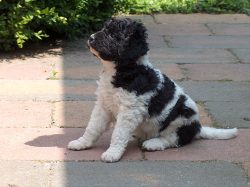 From an early age, the puppy needs good socialization and disciplining training, without which i ...