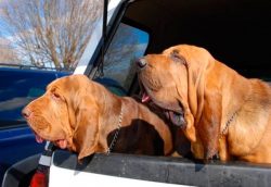 Literally, Bloodhound translates as “blood hound”. It is believed that the original  ...
