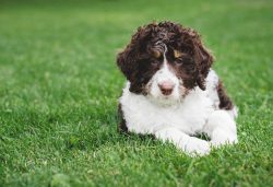 It is enough for the owner to periodically comb the pet, monitor the condition of the eyes, ears ...