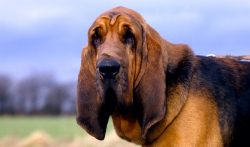 Bloodhounds are excellent swimmers and – quite unexpectedly – are great divers.