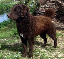 The character of the Dutch Water Spaniel is calm, sometimes stubborn, he is fearless, and very s ...