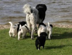 The Dutch Wetterhund is in good health and can easily endure bad weather. The dog requires long  ...