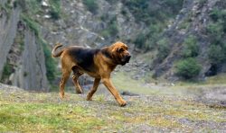 Bloodhound is a classic “sniffer” capable of highlighting the desired trail among th ...
