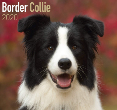 The average lifespan of a border collie is 14-22 years. These dogs are prone to congenital deafn ...